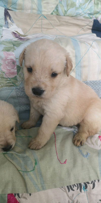 gumtree teddy bear puppies